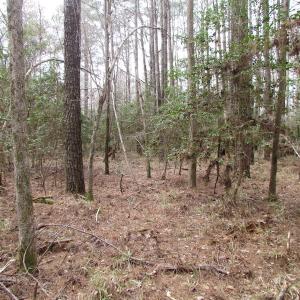 Photo of UNDER CONTRACT!  24 Acres of Farm and Timber Land For Sale in Isle of Wight County VA!