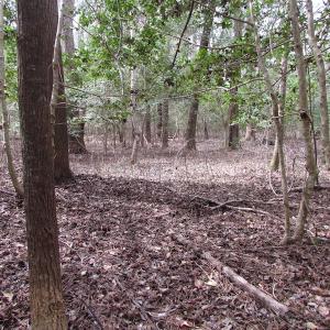 Photo of UNDER CONTRACT!  24 Acres of Farm and Timber Land For Sale in Isle of Wight County VA!
