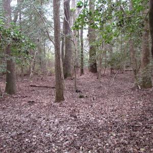Photo of UNDER CONTRACT!  24 Acres of Farm and Timber Land For Sale in Isle of Wight County VA!