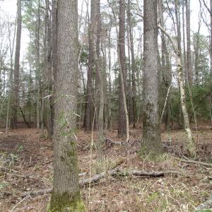 Photo of UNDER CONTRACT!  24 Acres of Farm and Timber Land For Sale in Isle of Wight County VA!