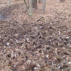 Photo of UNDER CONTRACT!  24 Acres of Farm and Timber Land For Sale in Isle of Wight County VA!