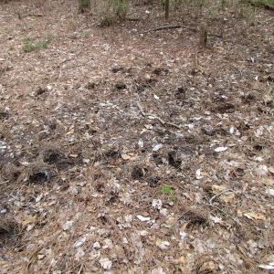 Photo of UNDER CONTRACT!  24 Acres of Farm and Timber Land For Sale in Isle of Wight County VA!