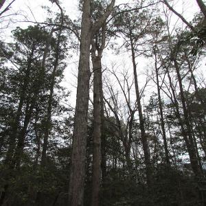 Photo of UNDER CONTRACT!  24 Acres of Farm and Timber Land For Sale in Isle of Wight County VA!