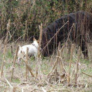 Photo of UNDER CONTRACT!  24 Acres of Farm and Timber Land For Sale in Isle of Wight County VA!