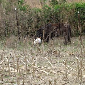 Photo of UNDER CONTRACT!  24 Acres of Farm and Timber Land For Sale in Isle of Wight County VA!