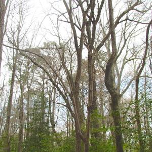 Photo of UNDER CONTRACT!  24 Acres of Farm and Timber Land For Sale in Isle of Wight County VA!