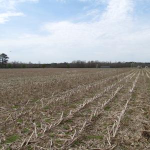 Photo of UNDER CONTRACT!  24 Acres of Farm and Timber Land For Sale in Isle of Wight County VA!
