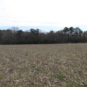 Photo of UNDER CONTRACT!  24 Acres of Farm and Timber Land For Sale in Isle of Wight County VA!