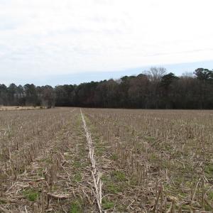 Photo of UNDER CONTRACT!  24 Acres of Farm and Timber Land For Sale in Isle of Wight County VA!