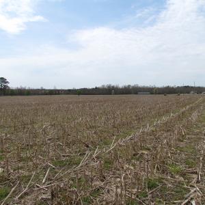 Photo of UNDER CONTRACT!  24 Acres of Farm and Timber Land For Sale in Isle of Wight County VA!