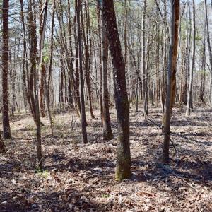 Photo of REDUCED!  5.4 Acres of Waterfront Recreational Land For Sale in Bedford County VA!