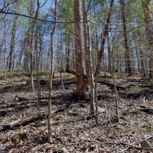 Photo of REDUCED!  5.4 Acres of Waterfront Recreational Land For Sale in Bedford County VA!