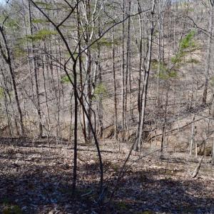 Photo of REDUCED!  5.4 Acres of Waterfront Recreational Land For Sale in Bedford County VA!