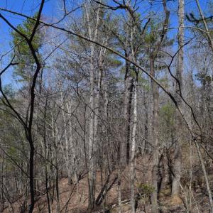 Photo of REDUCED!  5.4 Acres of Waterfront Recreational Land For Sale in Bedford County VA!