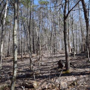 Photo of REDUCED!  5.4 Acres of Waterfront Recreational Land For Sale in Bedford County VA!