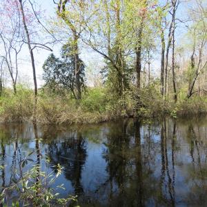 Photo of SOLD!!  77 Acres of Hunting Land For Sale in Scotland County NC!