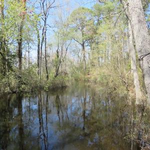 Photo of SOLD!!  77 Acres of Hunting Land For Sale in Scotland County NC!