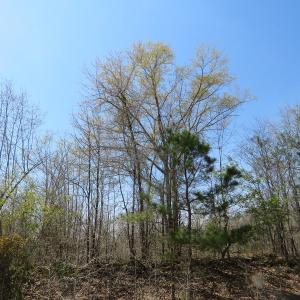 Photo of SOLD!!  77 Acres of Hunting Land For Sale in Scotland County NC!