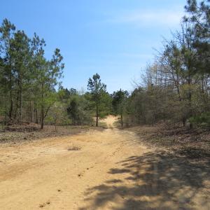 Photo of SOLD!!  77 Acres of Hunting Land For Sale in Scotland County NC!