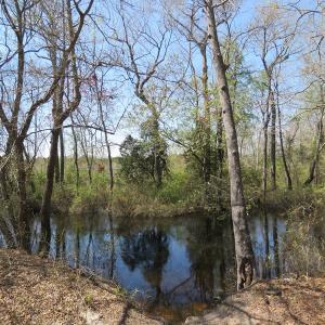 Photo of SOLD!!  77 Acres of Hunting Land For Sale in Scotland County NC!