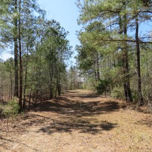 Photo of SOLD!!  77 Acres of Hunting Land For Sale in Scotland County NC!