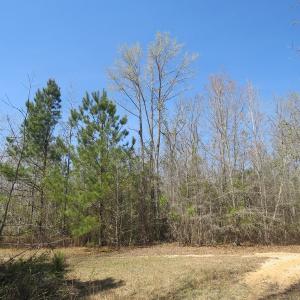 Photo of SOLD!!  77 Acres of Hunting Land For Sale in Scotland County NC!