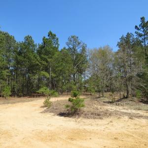 Photo of SOLD!!  77 Acres of Hunting Land For Sale in Scotland County NC!