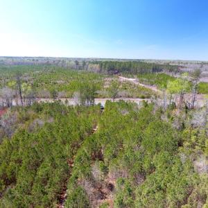 Photo of UNDER CONTRACT!  30 Acres of Hunting and Timberland For Sale in Bladen County NC!