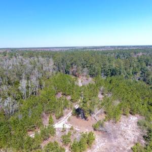 Photo of UNDER CONTRACT!  30 Acres of Hunting and Timberland For Sale in Bladen County NC!