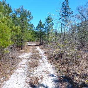 Photo of UNDER CONTRACT!  30 Acres of Hunting and Timberland For Sale in Bladen County NC!