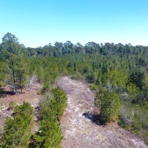 Photo of UNDER CONTRACT!  30 Acres of Hunting and Timberland For Sale in Bladen County NC!