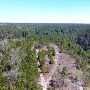 Photo of UNDER CONTRACT!  30 Acres of Hunting and Timberland For Sale in Bladen County NC!