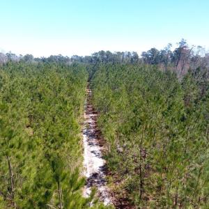 Photo of UNDER CONTRACT!  30 Acres of Hunting and Timberland For Sale in Bladen County NC!