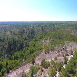 Photo of UNDER CONTRACT!  30 Acres of Hunting and Timberland For Sale in Bladen County NC!