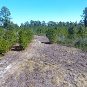 Photo of UNDER CONTRACT!  30 Acres of Hunting and Timberland For Sale in Bladen County NC!