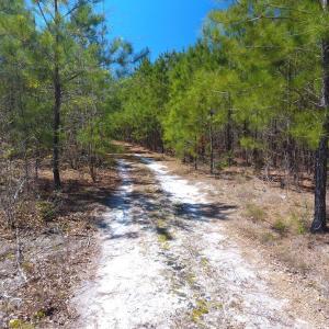 Photo of UNDER CONTRACT!  30 Acres of Hunting and Timberland For Sale in Bladen County NC!