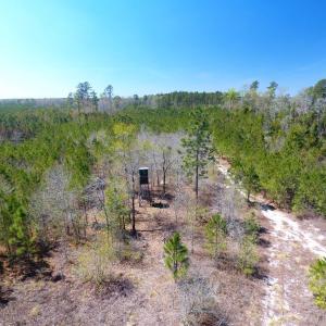 Photo of UNDER CONTRACT!  30 Acres of Hunting and Timberland For Sale in Bladen County NC!