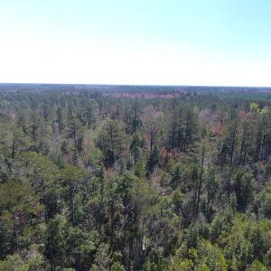 Photo of UNDER CONTRACT!  30 Acres of Hunting and Timberland For Sale in Bladen County NC!