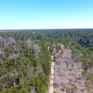 Photo of UNDER CONTRACT!  30 Acres of Hunting and Timberland For Sale in Bladen County NC!