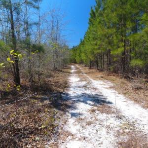 Photo of UNDER CONTRACT!  30 Acres of Hunting and Timberland For Sale in Bladen County NC!