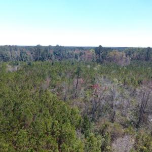 Photo of UNDER CONTRACT!  30 Acres of Hunting and Timberland For Sale in Bladen County NC!