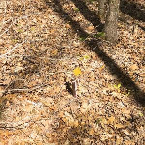 Photo of UNDER CONTRACT!  5 Acres of Residential and Recreational Land For Sale in Chatham County NC!