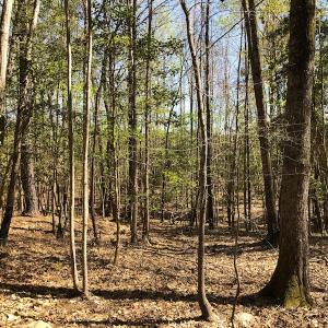 Photo of UNDER CONTRACT!  5 Acres of Residential and Recreational Land For Sale in Chatham County NC!