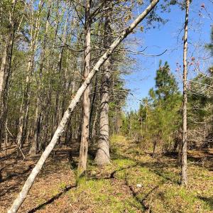 Photo of UNDER CONTRACT!  5 Acres of Residential and Recreational Land For Sale in Chatham County NC!