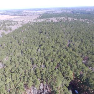 Photo of UNDER CONTRACT!  42 Acres of Hunting and Timber Land For Sale in Accomack County VA!