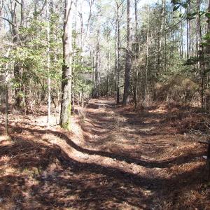 Photo of UNDER CONTRACT!  42 Acres of Hunting and Timber Land For Sale in Accomack County VA!