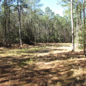 Photo of UNDER CONTRACT!  42 Acres of Hunting and Timber Land For Sale in Accomack County VA!