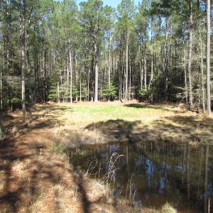 Photo of UNDER CONTRACT!  42 Acres of Hunting and Timber Land For Sale in Accomack County VA!