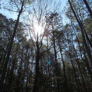 Photo of UNDER CONTRACT!  42 Acres of Hunting and Timber Land For Sale in Accomack County VA!