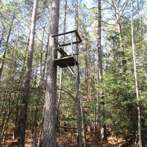 Photo of UNDER CONTRACT!  42 Acres of Hunting and Timber Land For Sale in Accomack County VA!